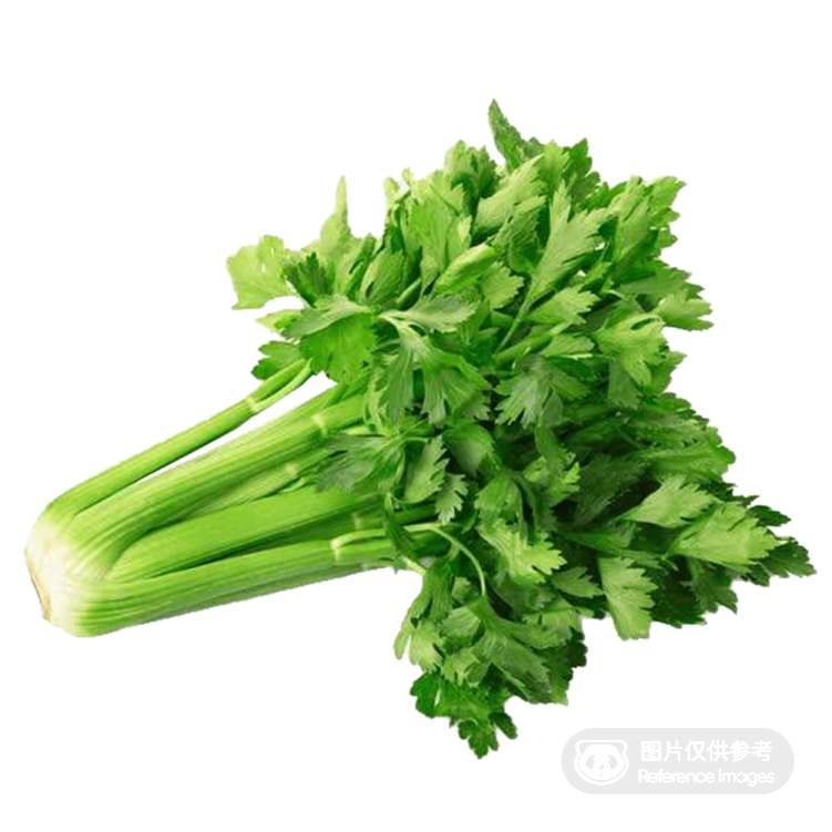 标准装新鲜唐人芹菜特写，茎杆挺拔叶片翠绿