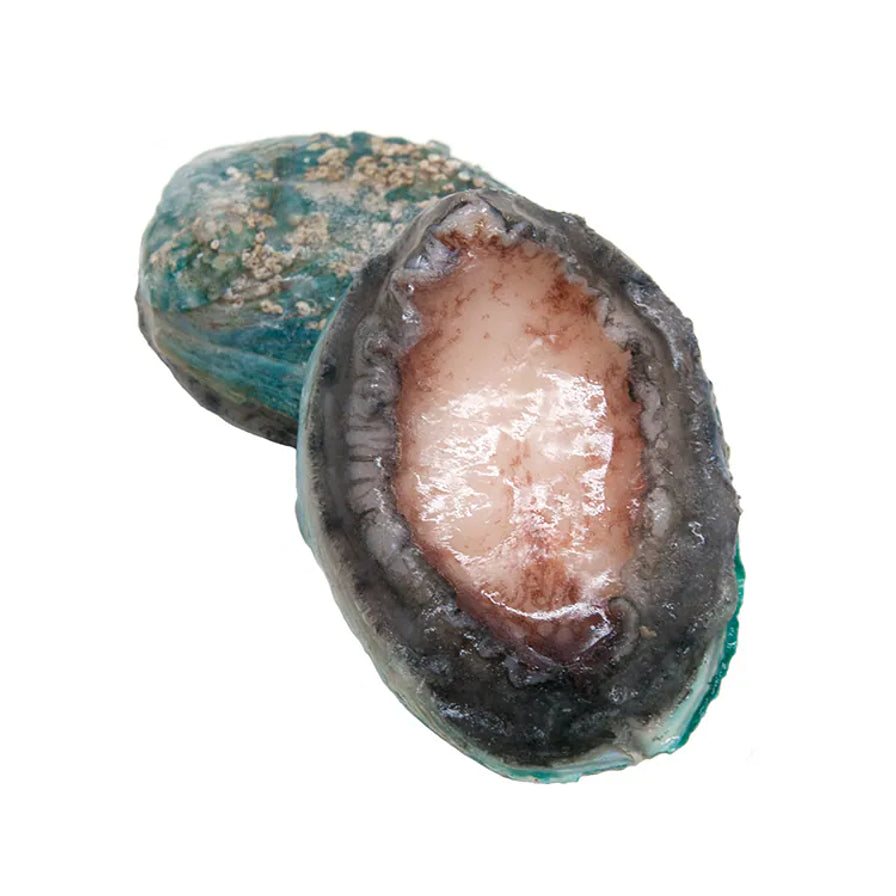 两只去壳后的澳洲鲍鱼特写，展示其肥厚肉质与天然色泽。