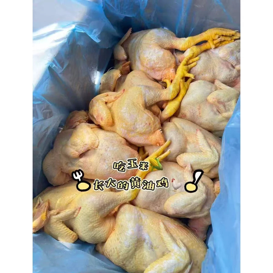 多只新鲜黄油鸡整齐码放在蓝色保鲜袋包装箱内，配有“吃玉米长大的黄油鸡”中文字样。